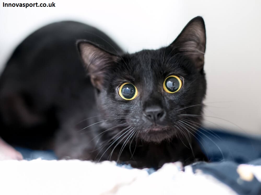 Why Do Cats Pupils Get Big? Every Cat Owner Needs to Know This