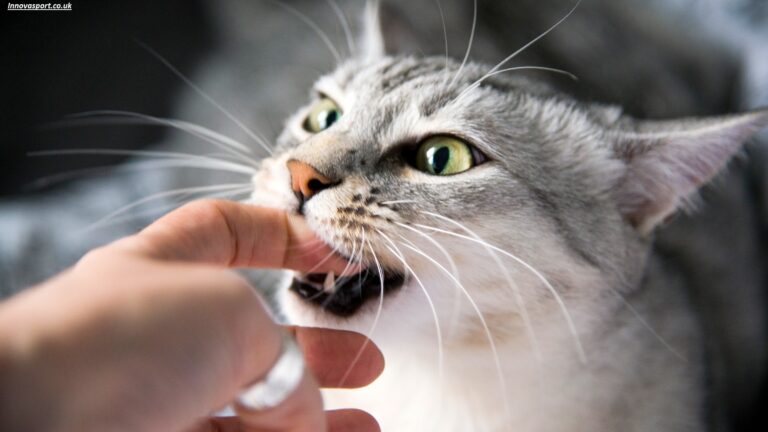 Why Does My Cat Bite Me? 15 Common Reasons, Warning Signs, and How to Stop Cat Biting Safely